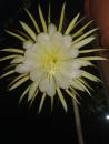 Selenicereus grandiflorus Bl gelb